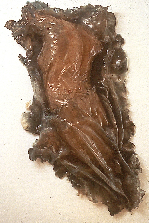  "Angel (for Mel)," 1995 Resin 42 x 28 x 6 inches  