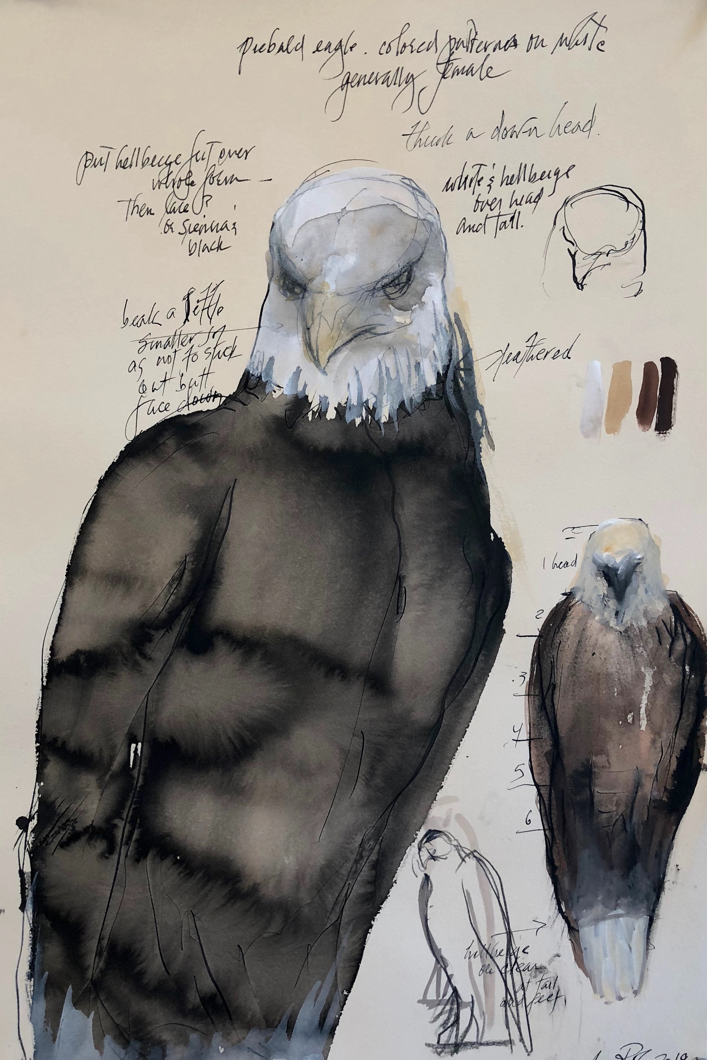  “Piebald Eagle,” 2019 Sumi ink, gouache, coffee, and colored pencil on paper 22 x 15 inches 