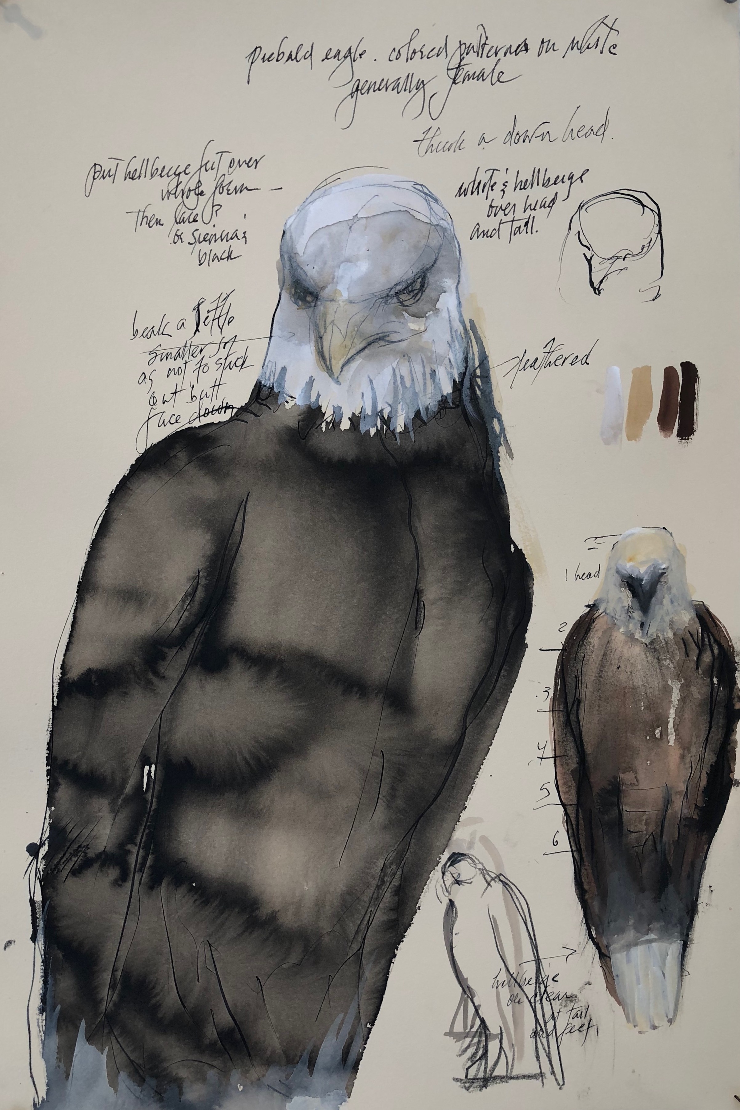  “Piebald Eagle,” 2019 Sumi ink, gouache, coffee, and colored pencil on paper 22 x 15 inches 