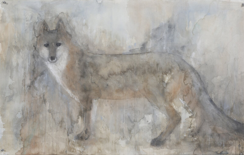  “Grey Fox,” 2010 Korean watercolor, sumi-e ink and coffee on Japanese paper 24 x 39 inches 