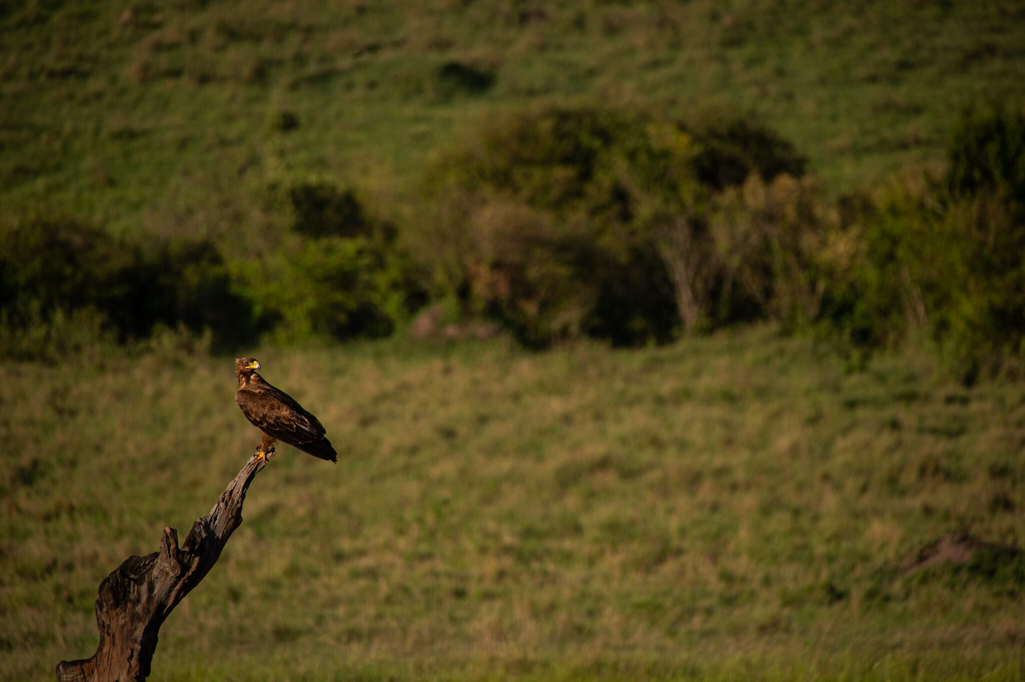 wildlife-photographer-denver-colorado006.JPG