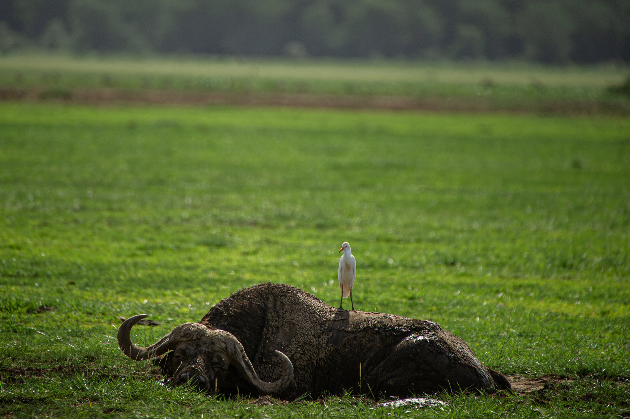 wildlife-photographer-denver-colorado011.JPG