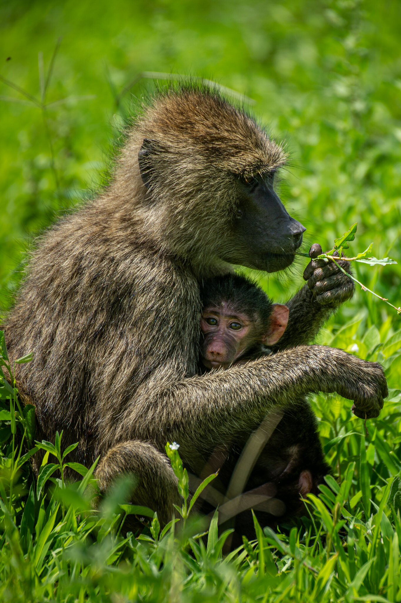 wildlife-photographer-denver-colorado027.JPG