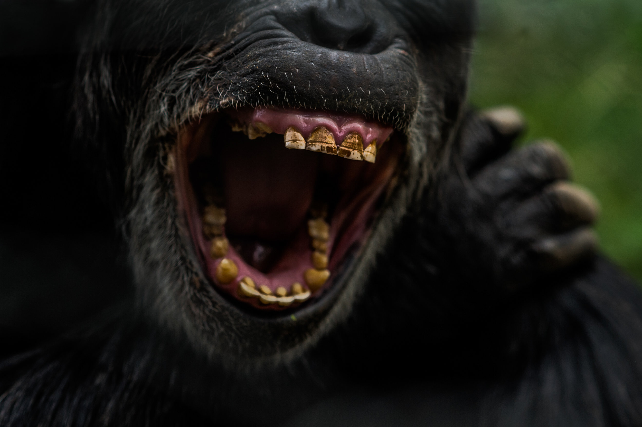 denver-colorado-wildlife-photographer-chimpanzee002.JPG