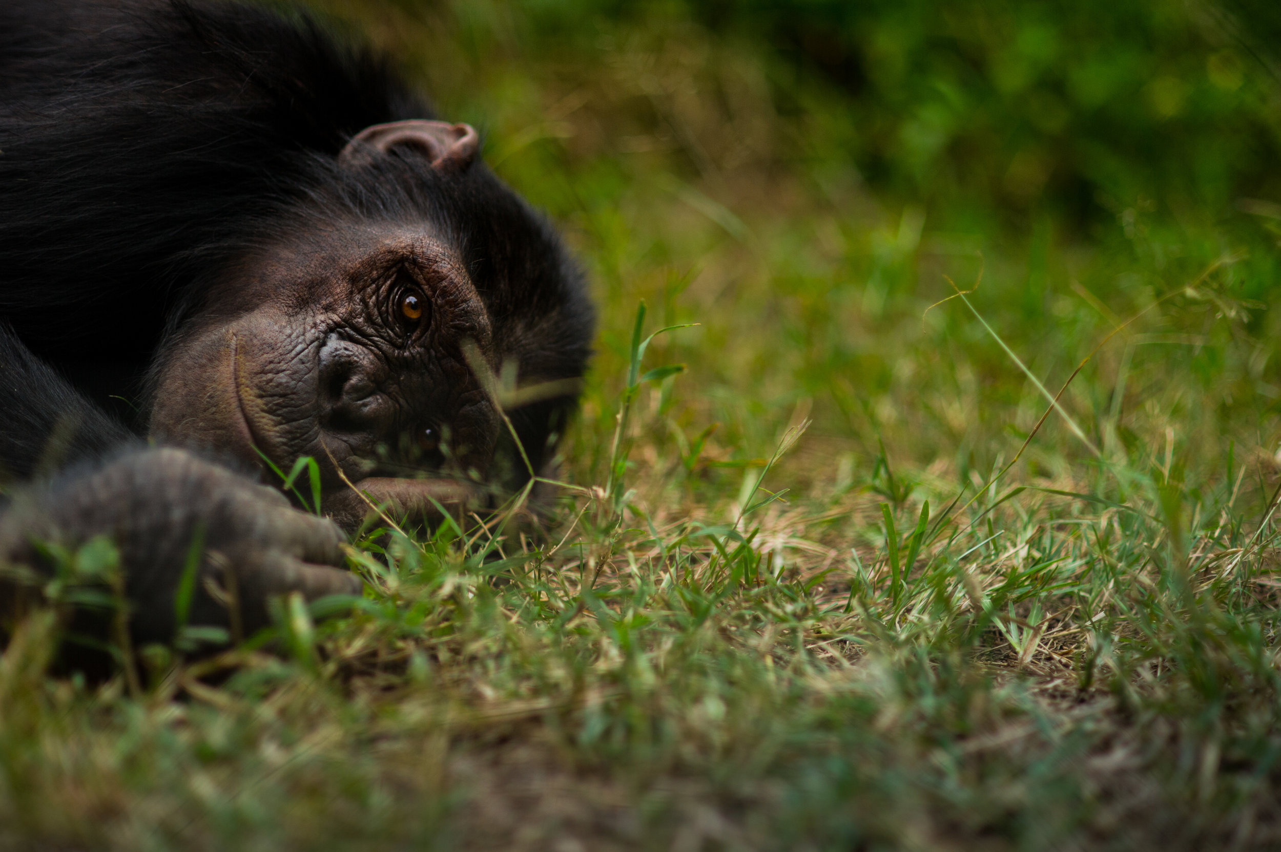 denver-colorado-wildlife-photographer-chimpanzee001.JPG