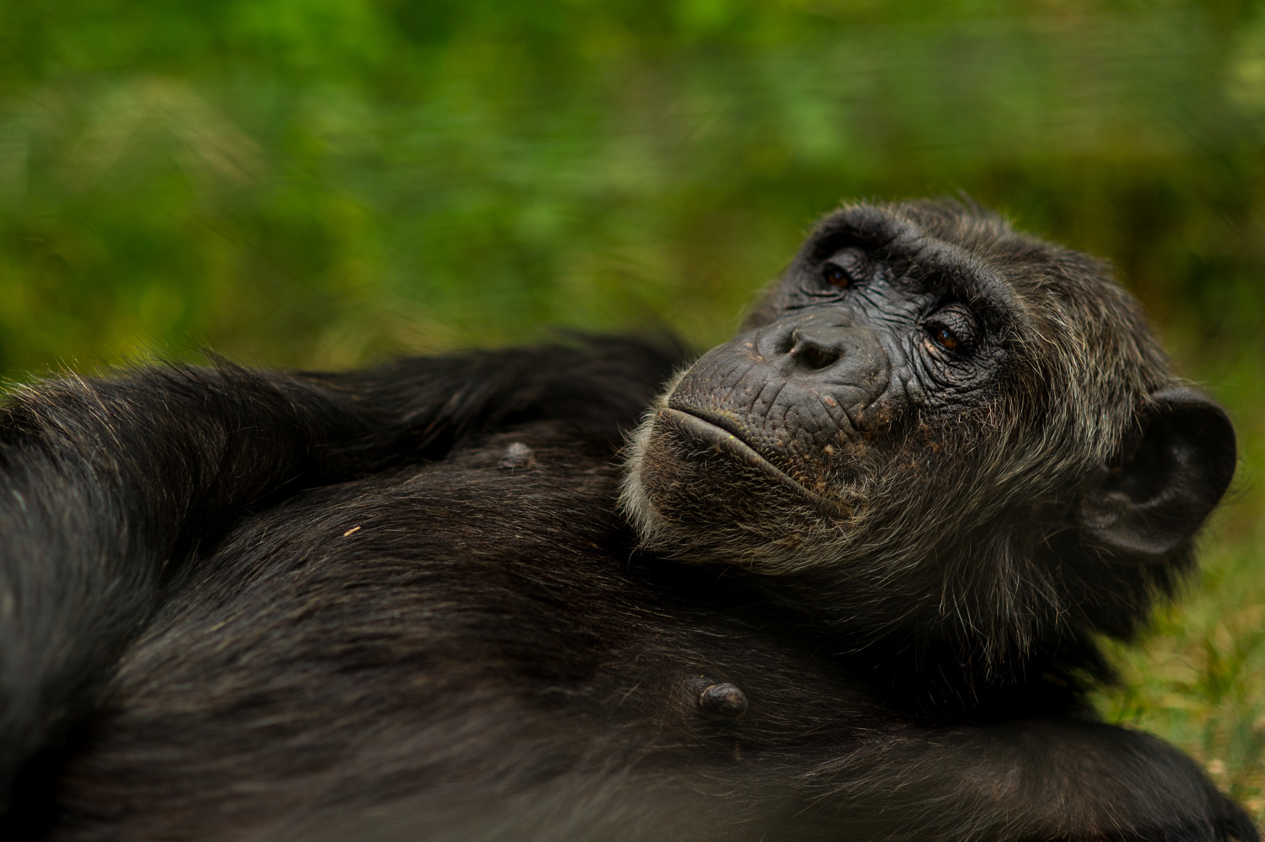 denver-colorado-wildlife-photographer-chimpanzee004.JPG