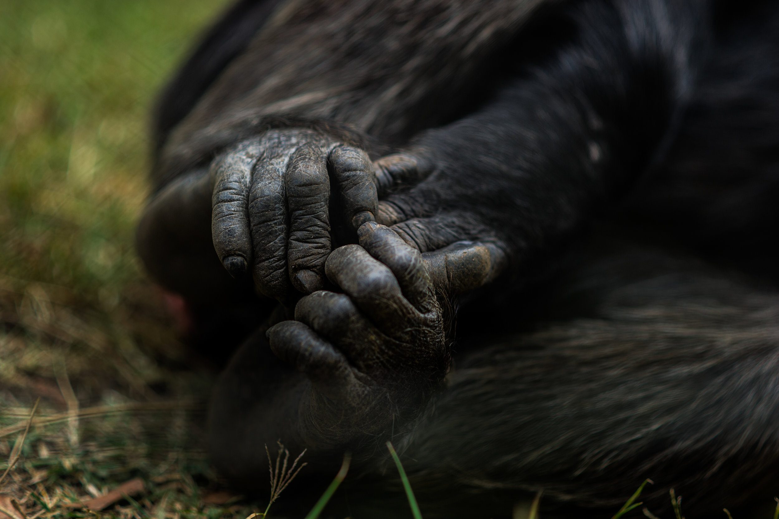 denver-colorado-wildlife-photographer-chimpanzee005.JPG