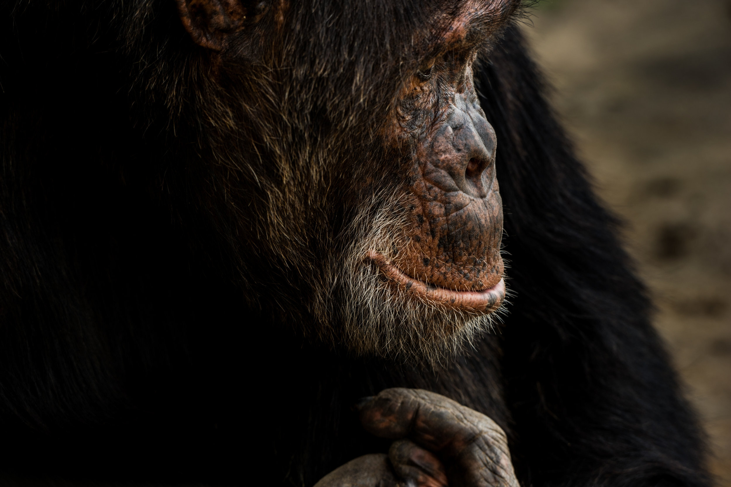denver-colorado-wildlife-photographer-chimpanzee006.JPG