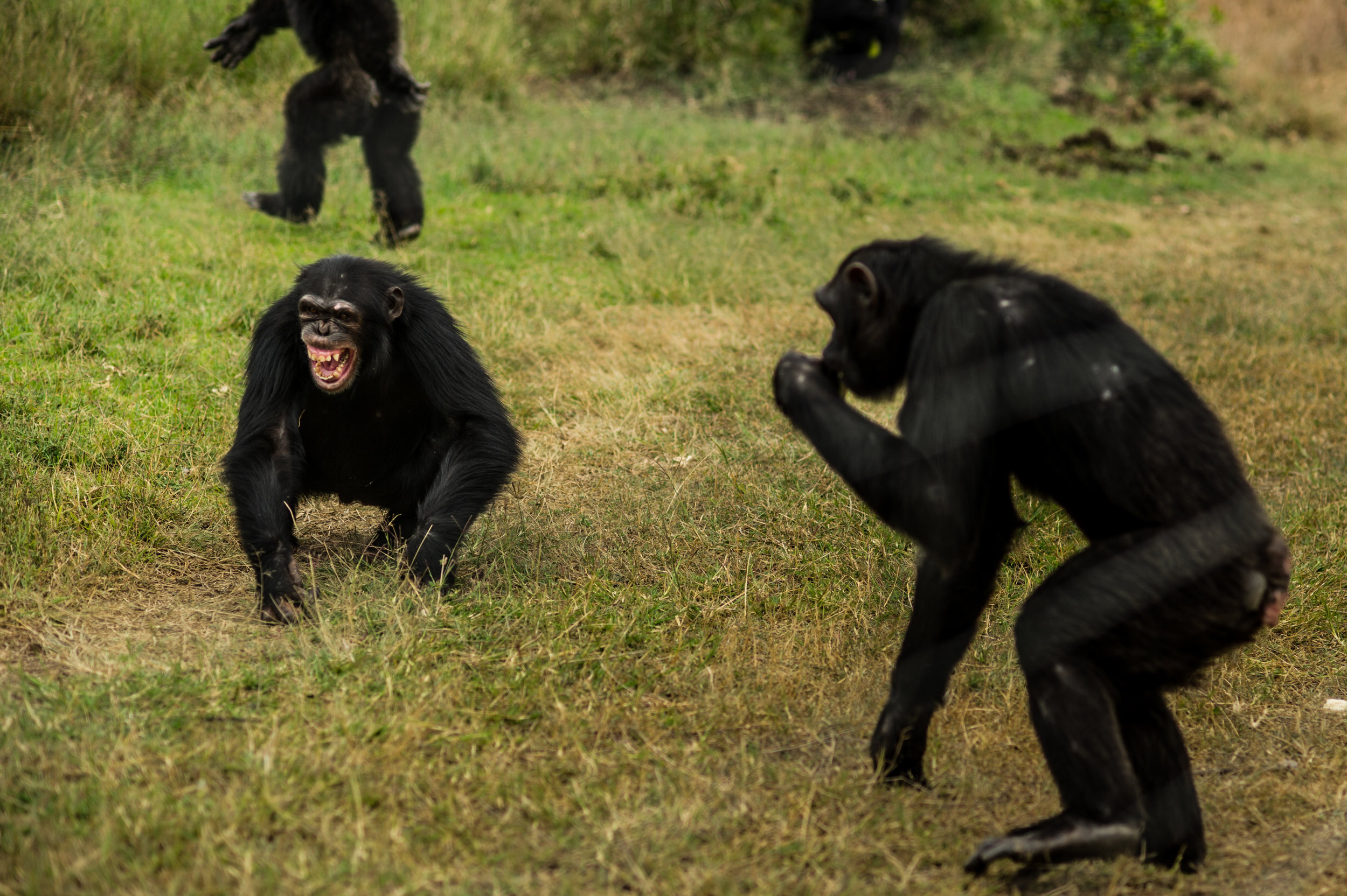 denver-colorado-wildlife-photographer-chimpanzee007.JPG