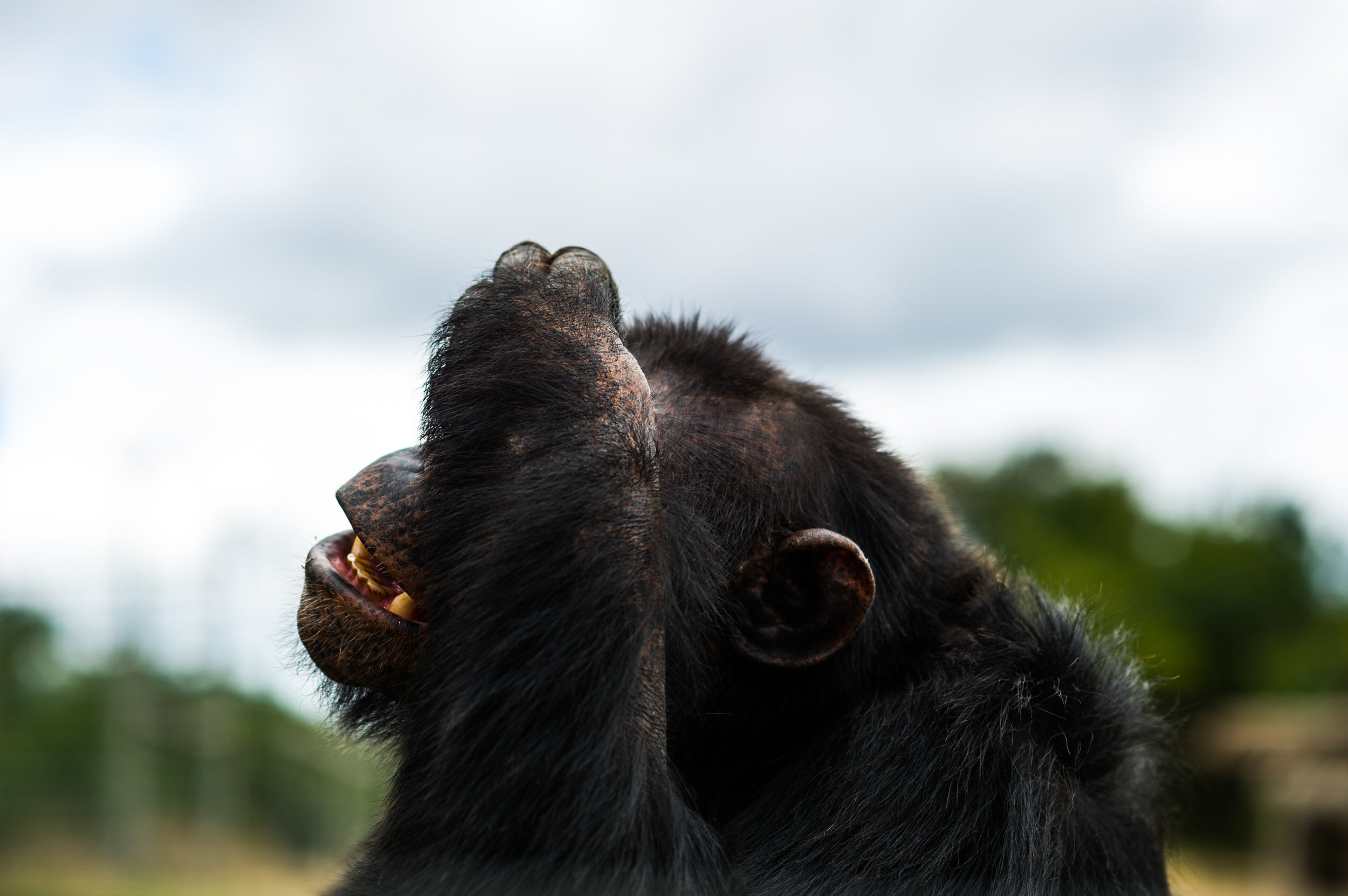 denver-colorado-wildlife-photographer-chimpanzee008.JPG