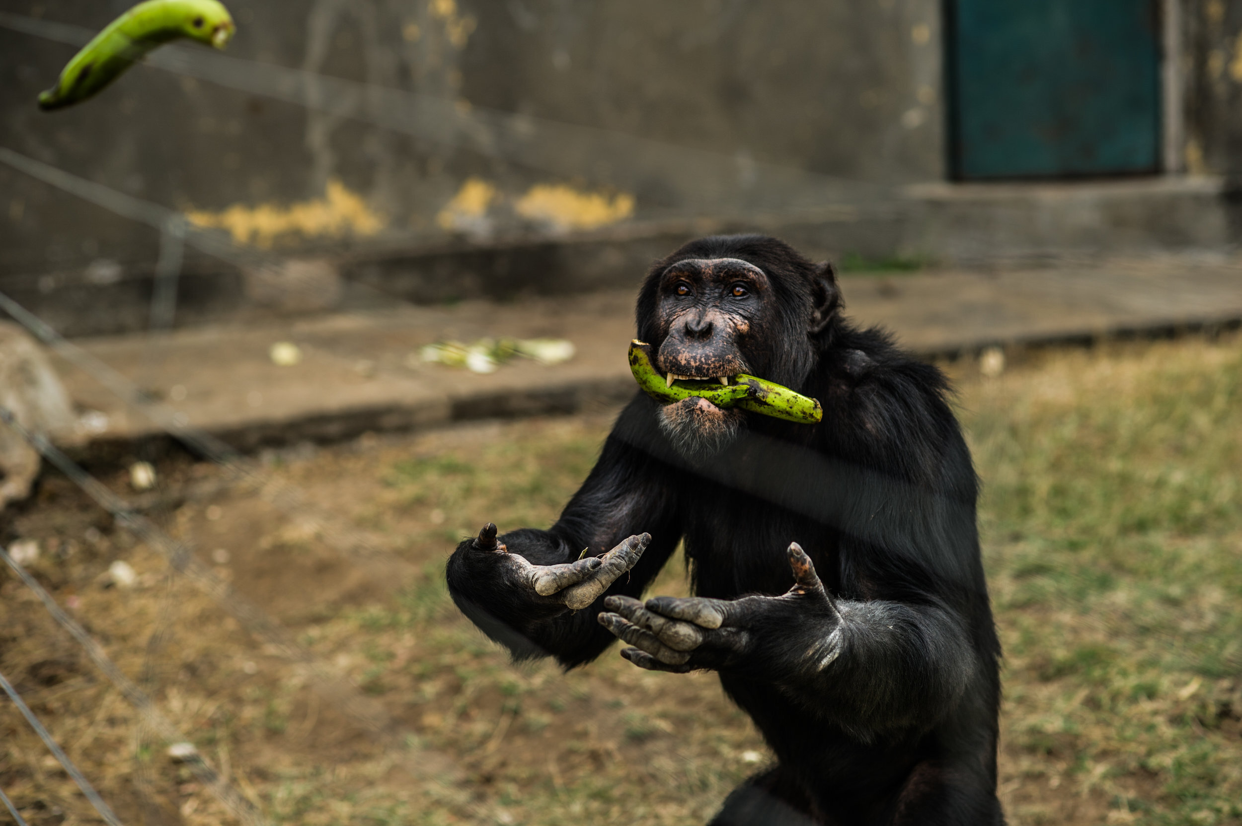 denver-colorado-wildlife-photographer-chimpanzee009.JPG