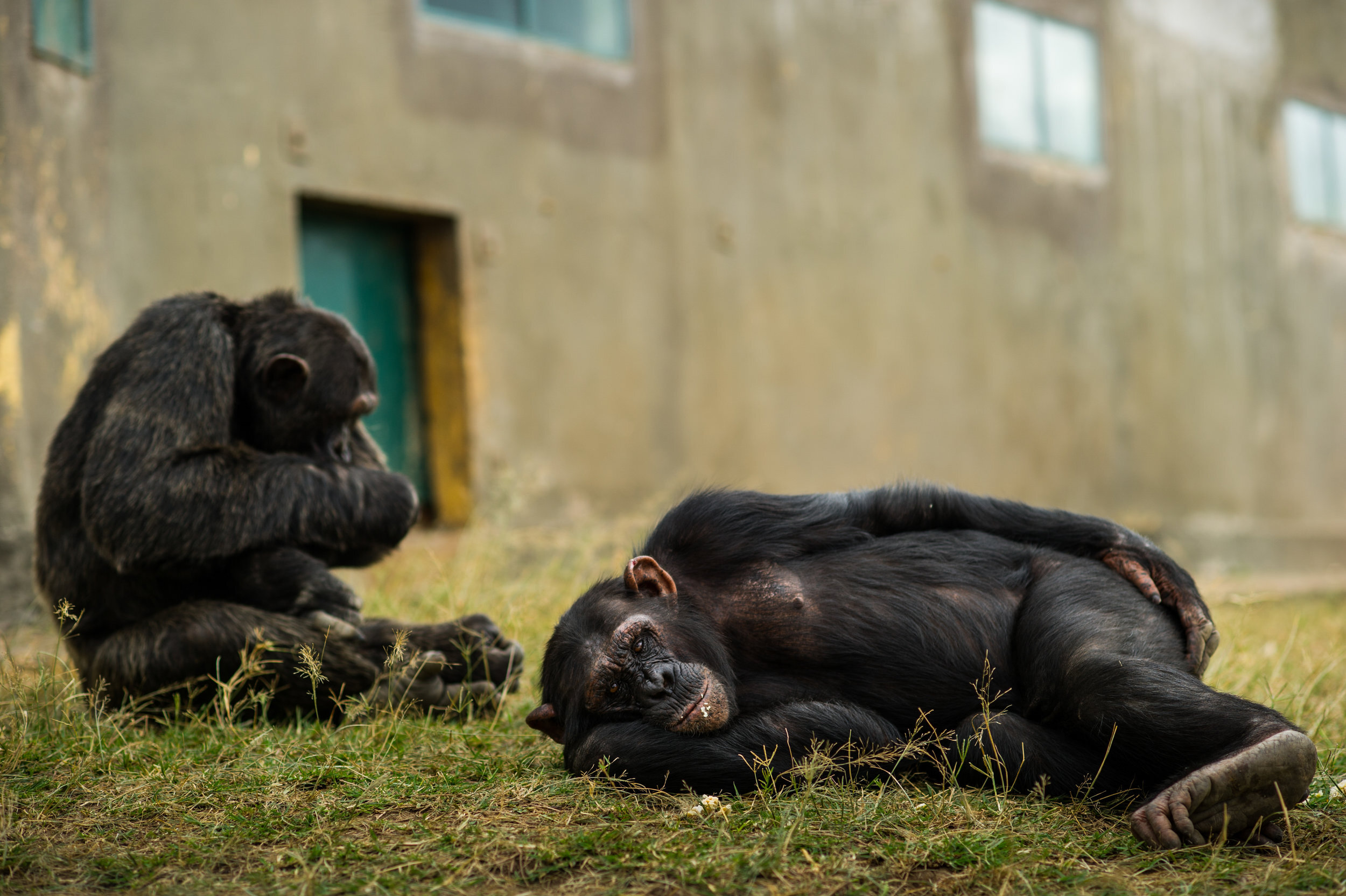 denver-colorado-wildlife-photographer-chimpanzee010.JPG