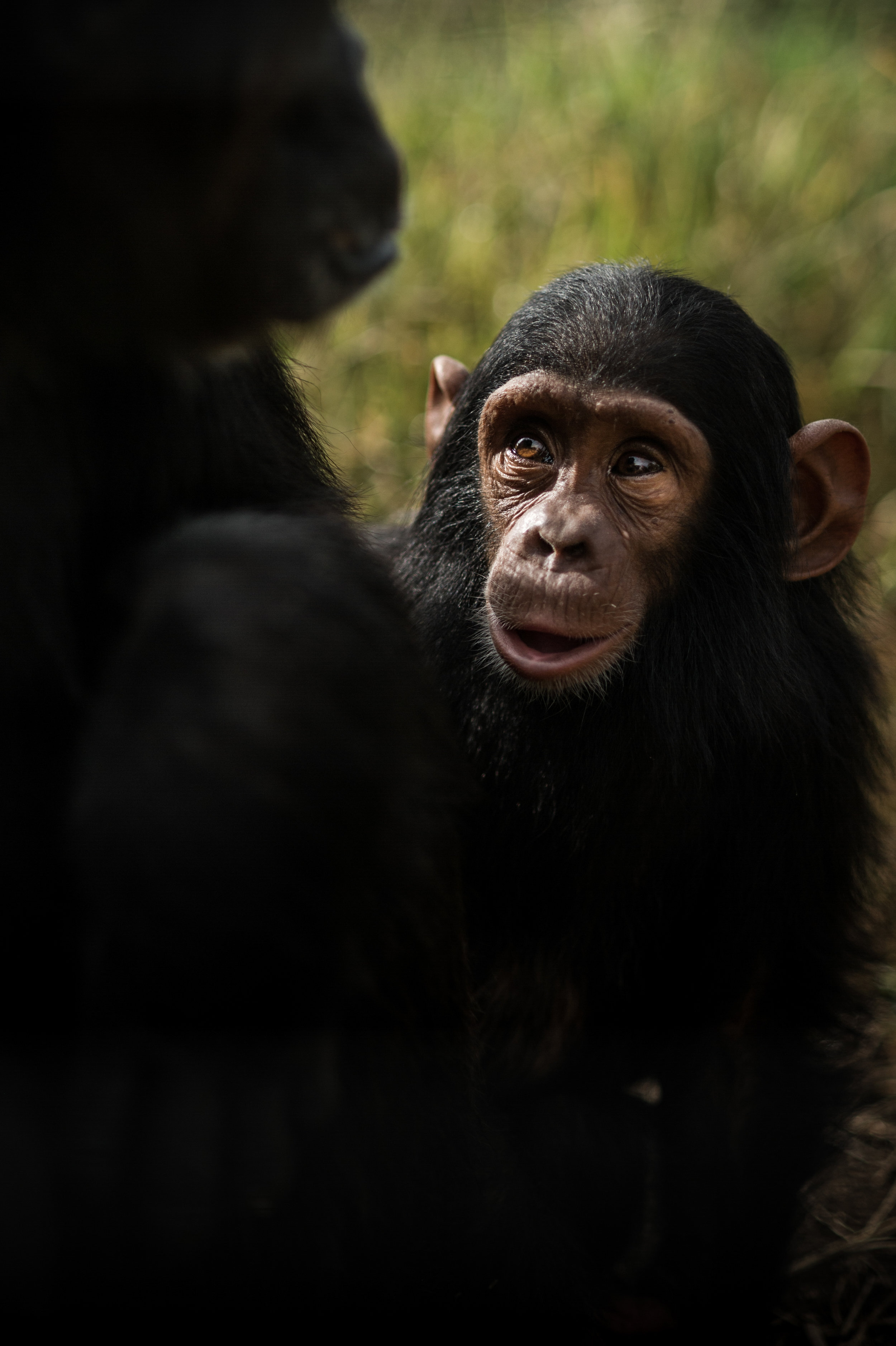denver-colorado-wildlife-photographer-chimpanzee012.JPG