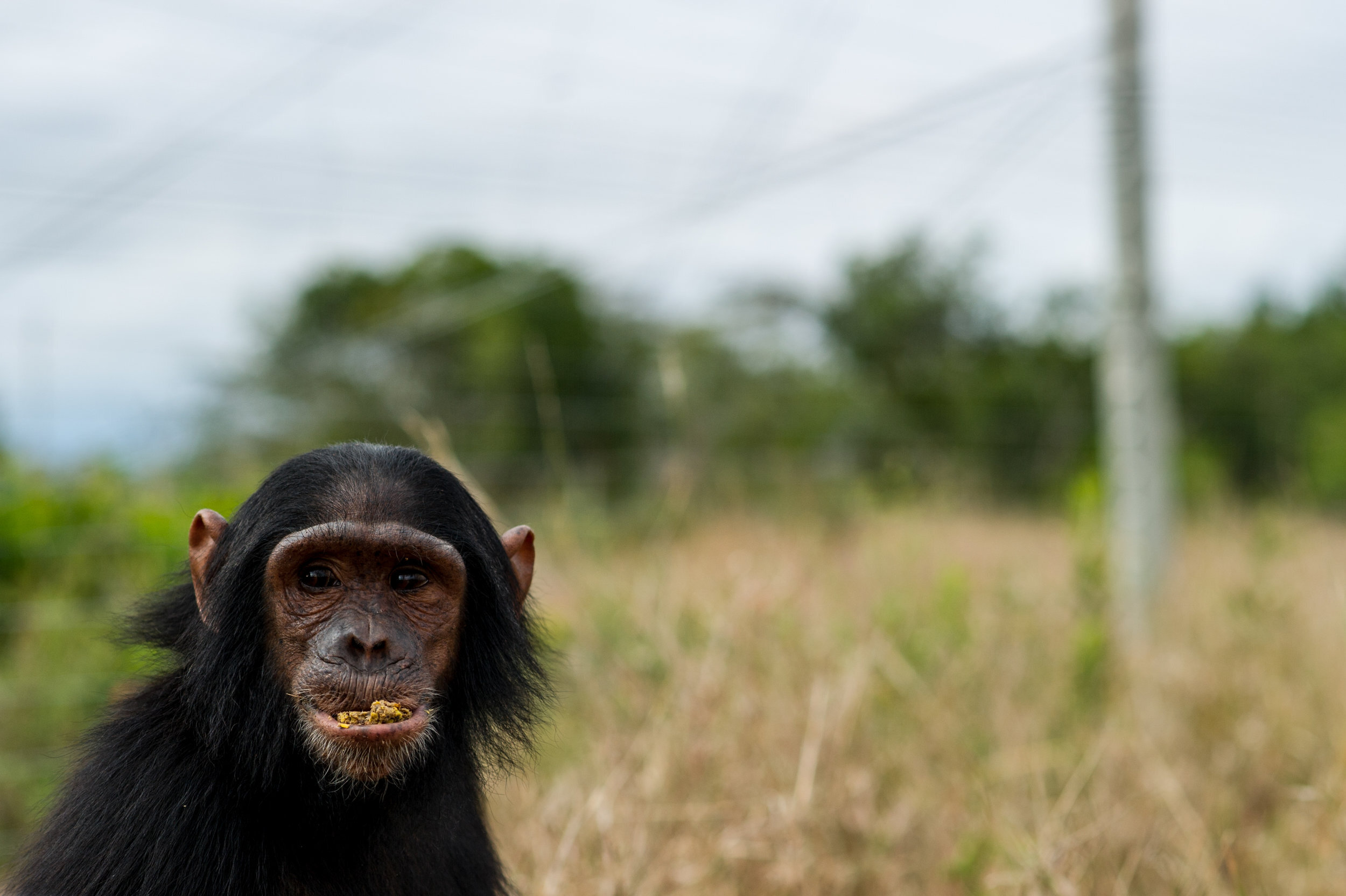 denver-colorado-wildlife-photographer-chimpanzee013.JPG