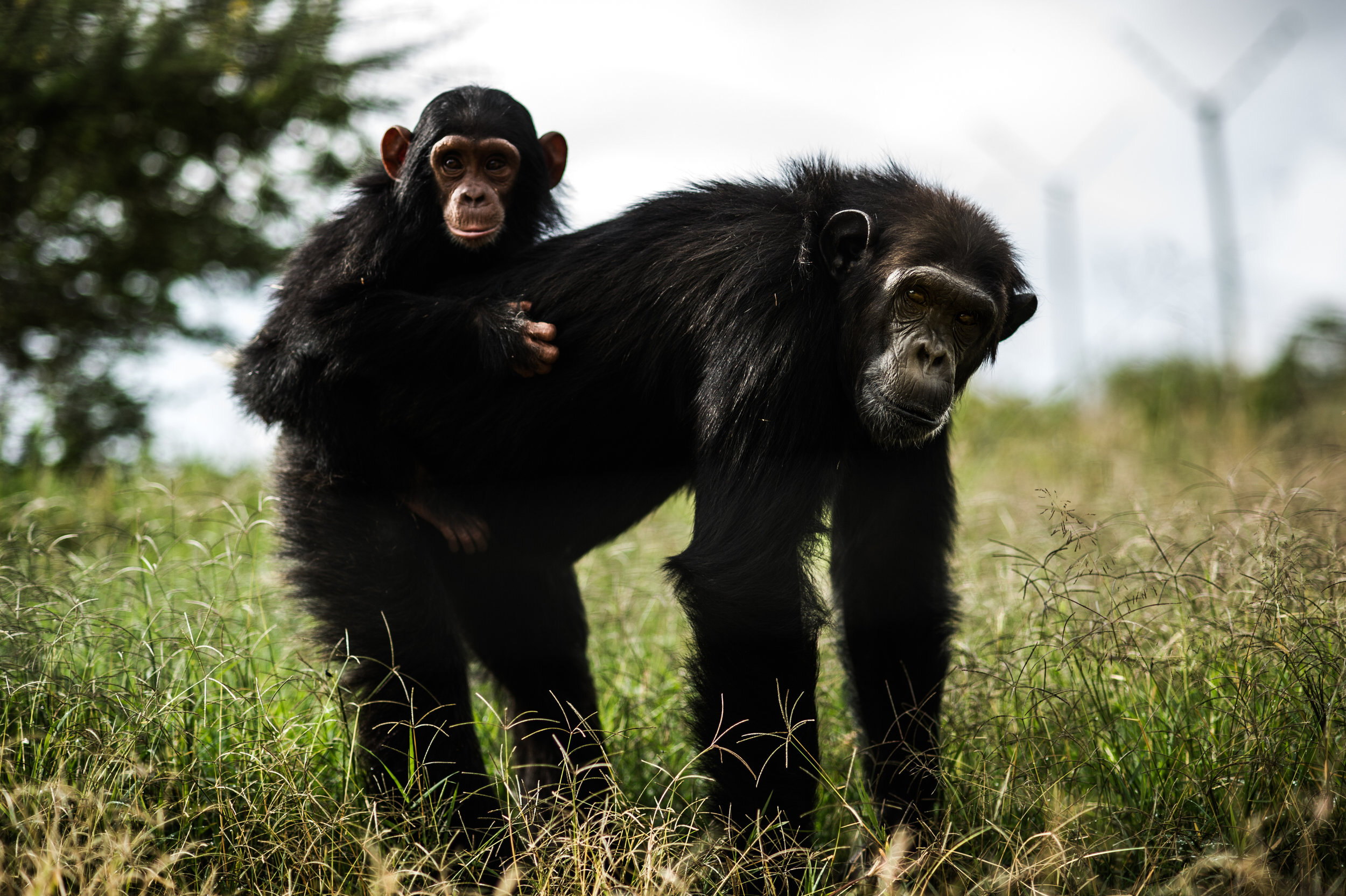 denver-colorado-wildlife-photographer-chimpanzee014.JPG
