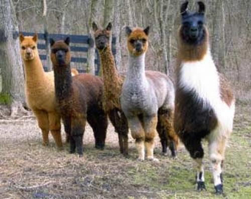 Llama &amp; Alpaca