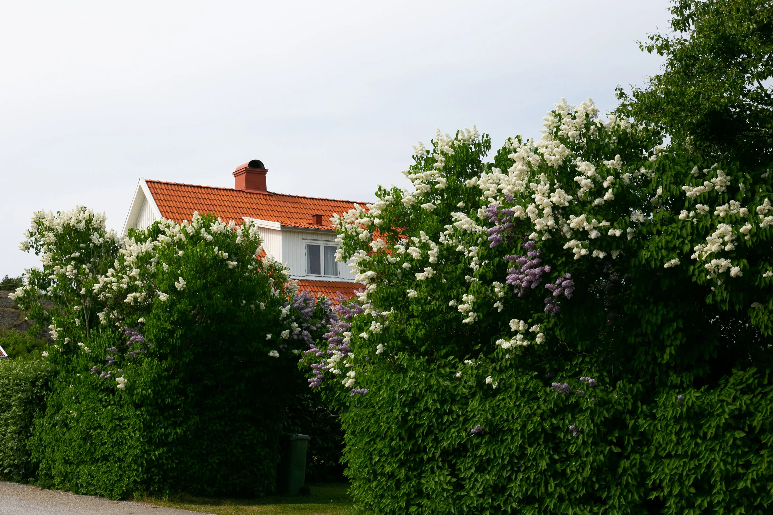 IMG_0806.jpg