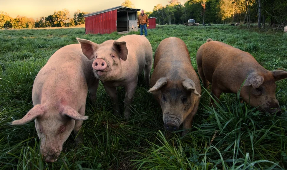 Pigs.jpg