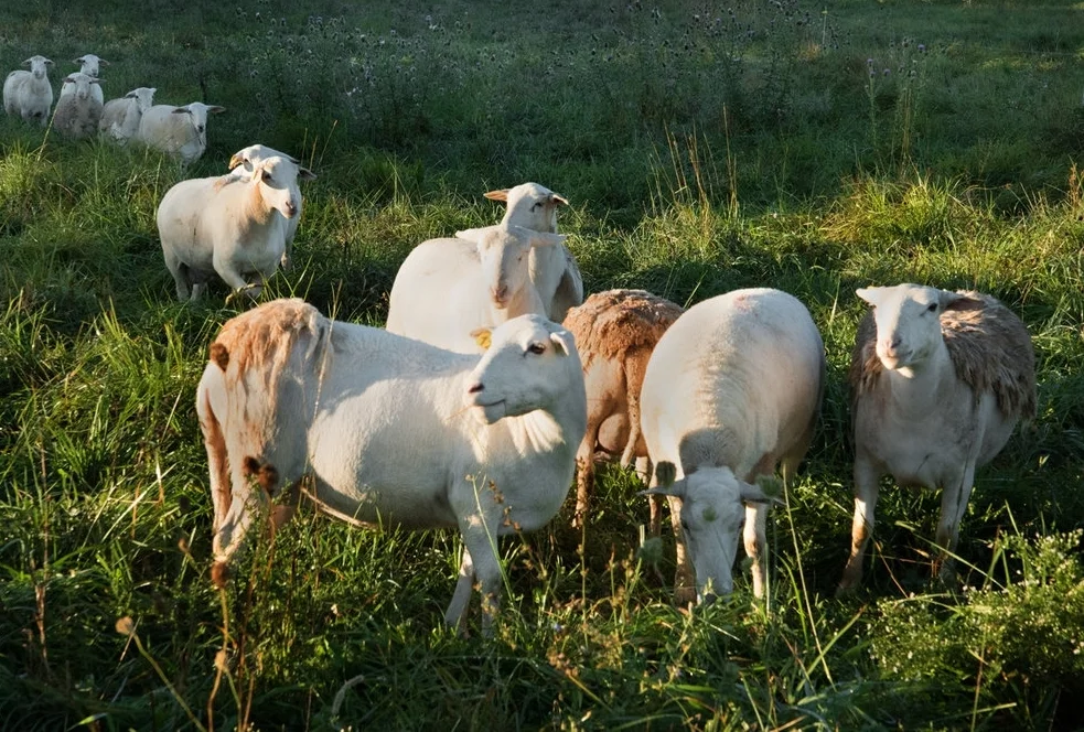 Sheep.jpg