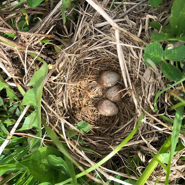 Found on the ground in the middle of a 35 acre field. #whobuiltthis