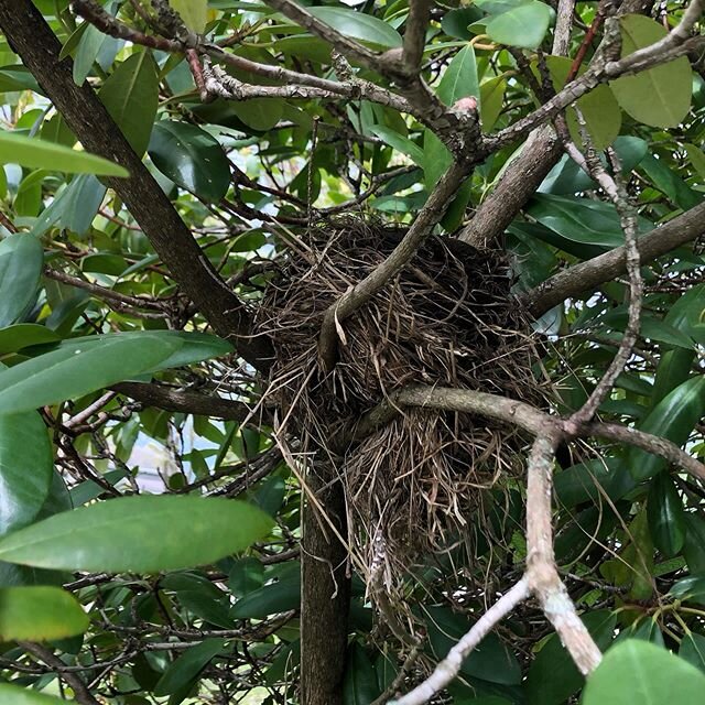 No cats = lots more bird nests around this house #springtime