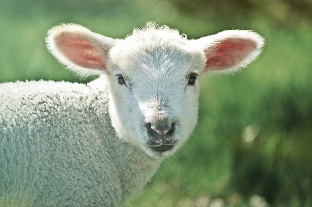 passover lamb.jpg