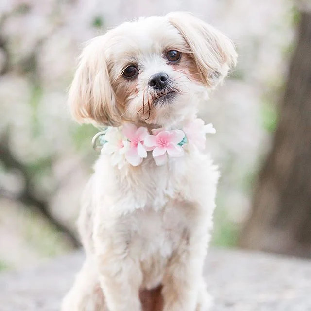Coming this afternoon...a beautiful Manhattan #styledshoot featuring this adorable furball. 📷: @kristinastaalphotography #weddingblog #weddinginspiration #weddinginspo #dogsofinstagram #manhattan #wedding