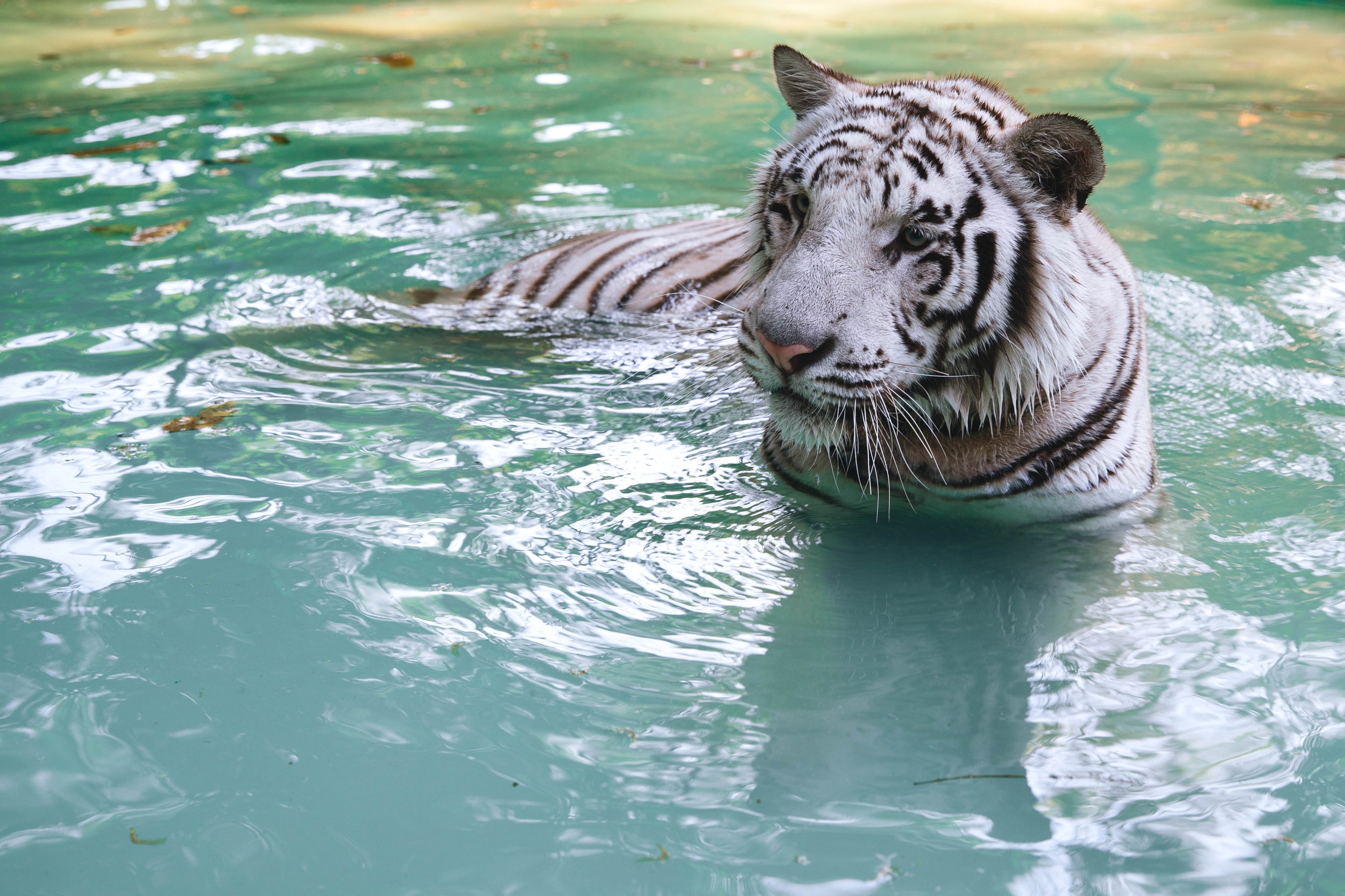 Chiang Mai, Thailand