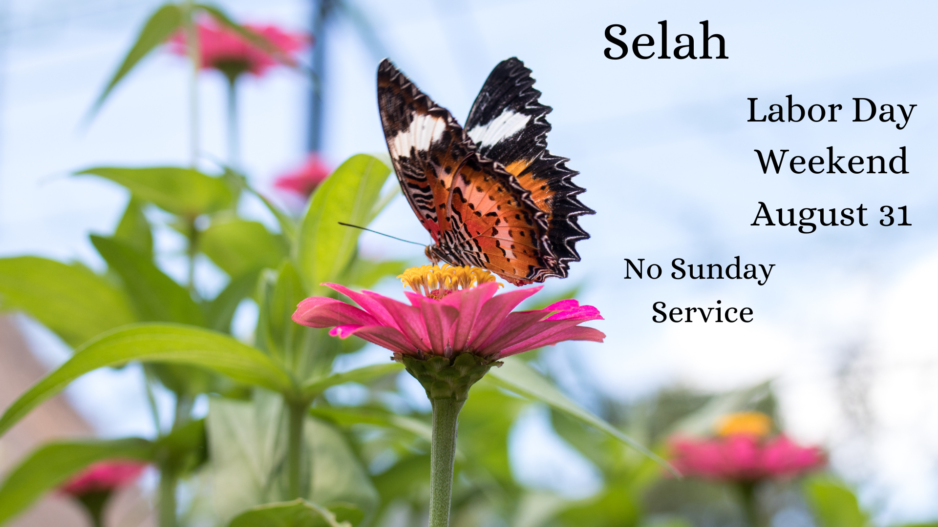 Selah-3.png