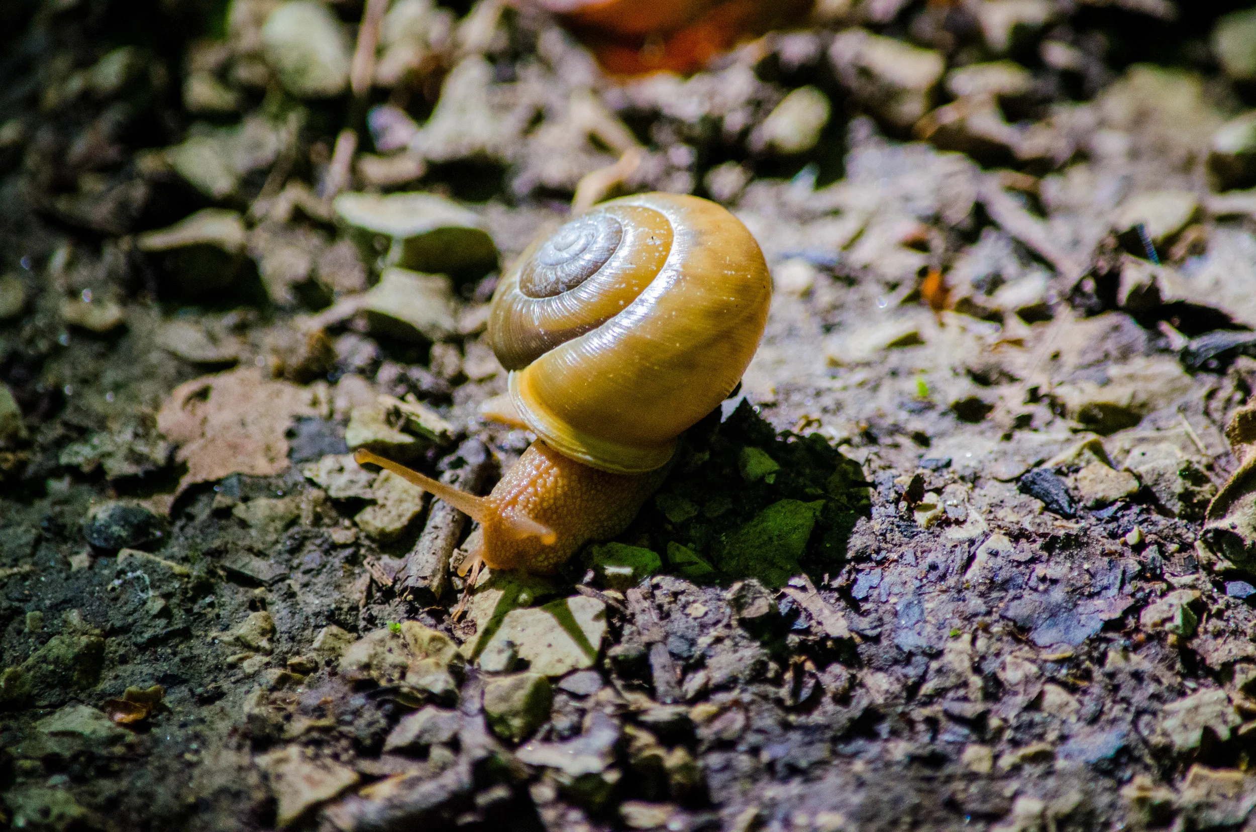 DSC_8927.jpg