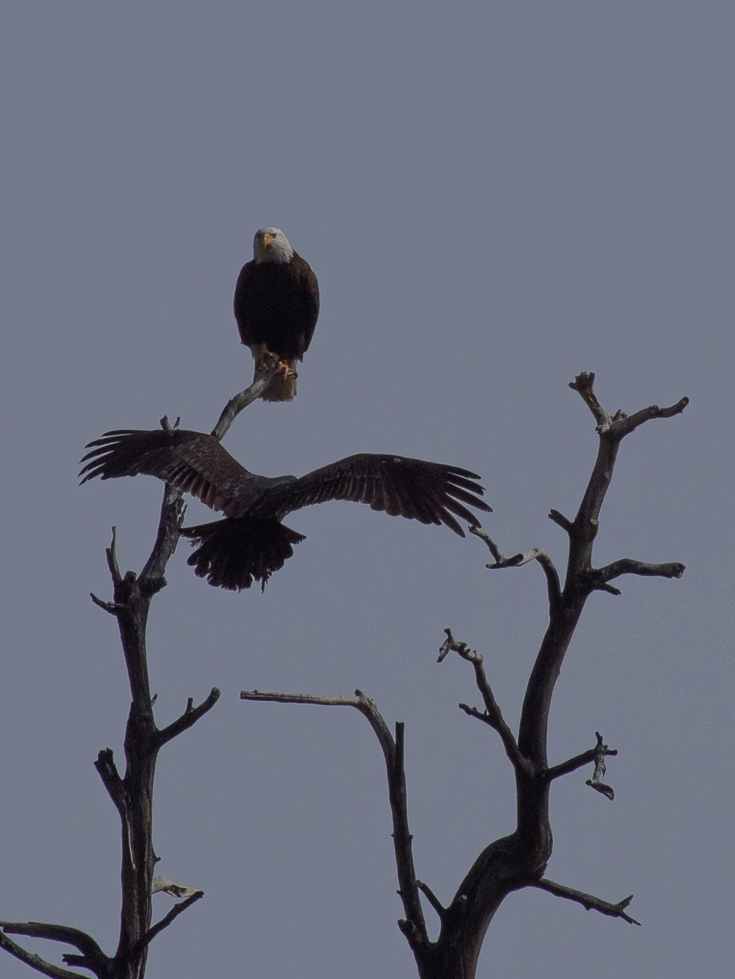 Eagle and Turkey Vulture