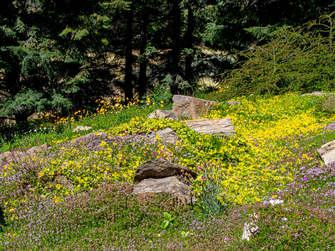 P6110743-2.jpg