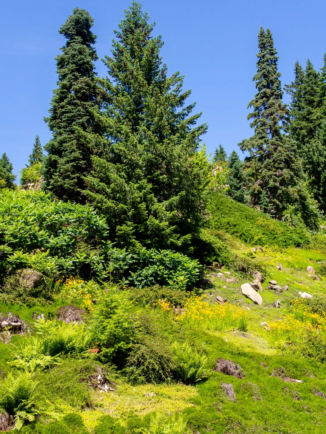 P6110765-1.jpg