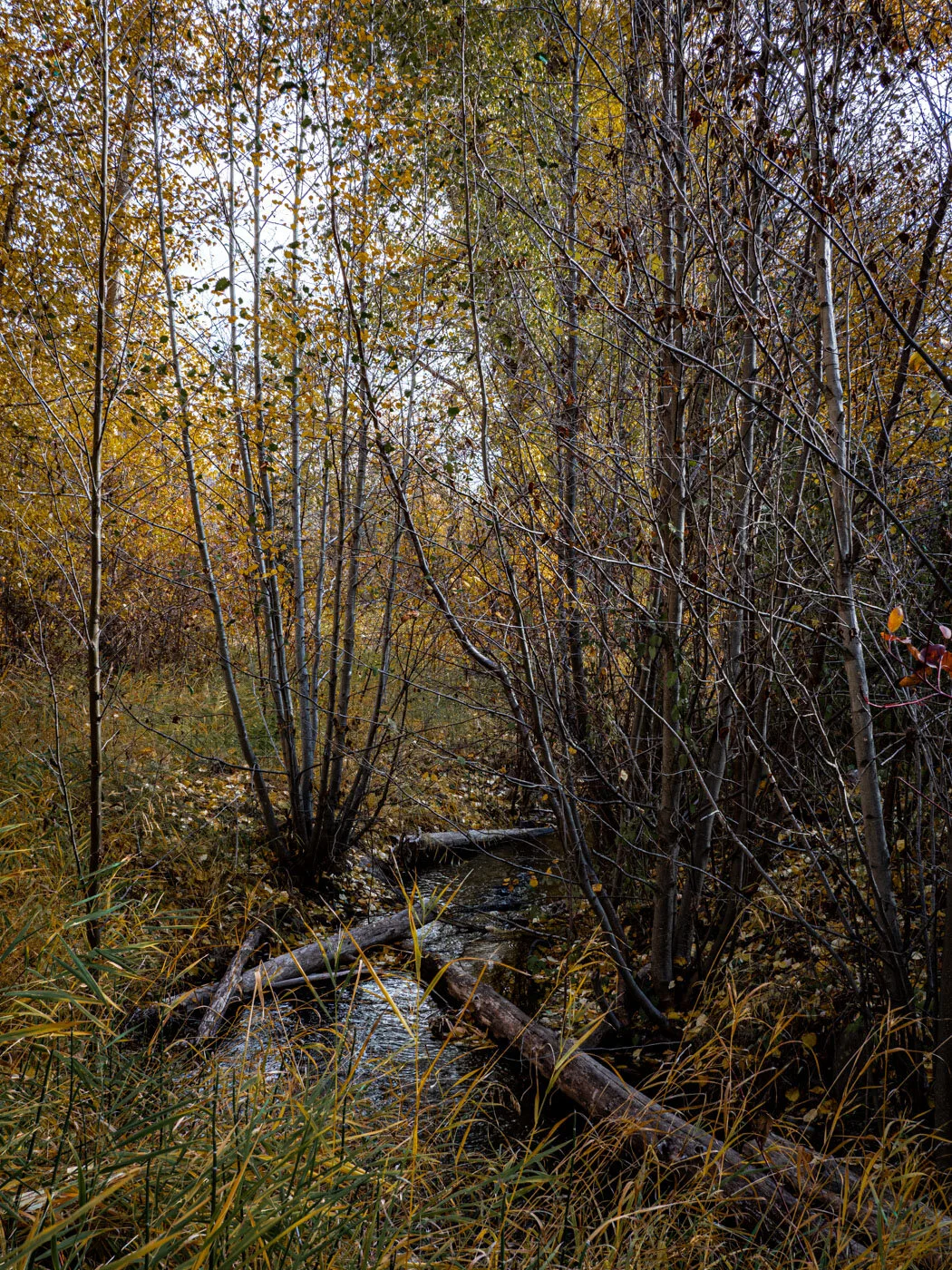 PA283513.JPG