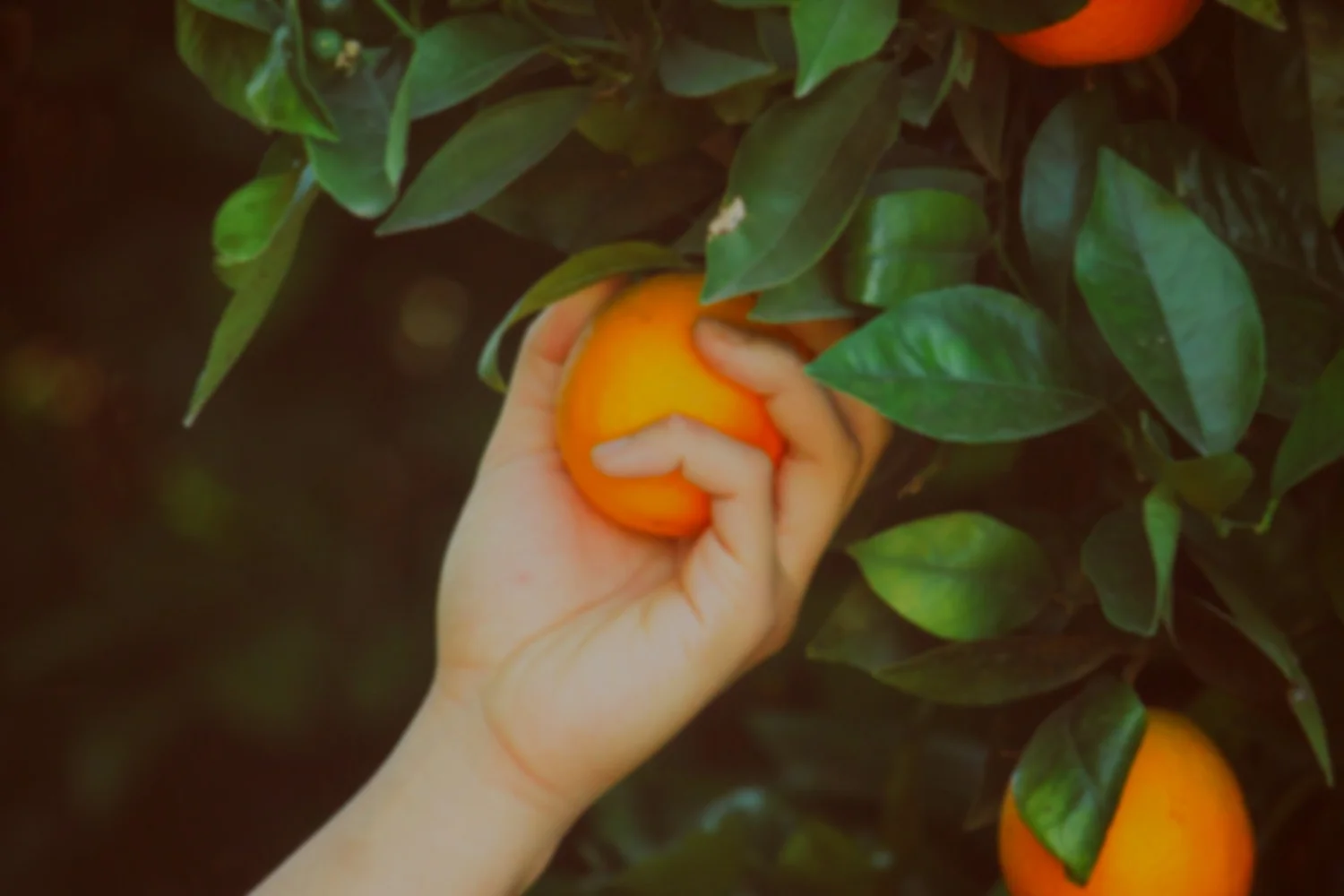 Who's Eating Your Fruit (Part 5)