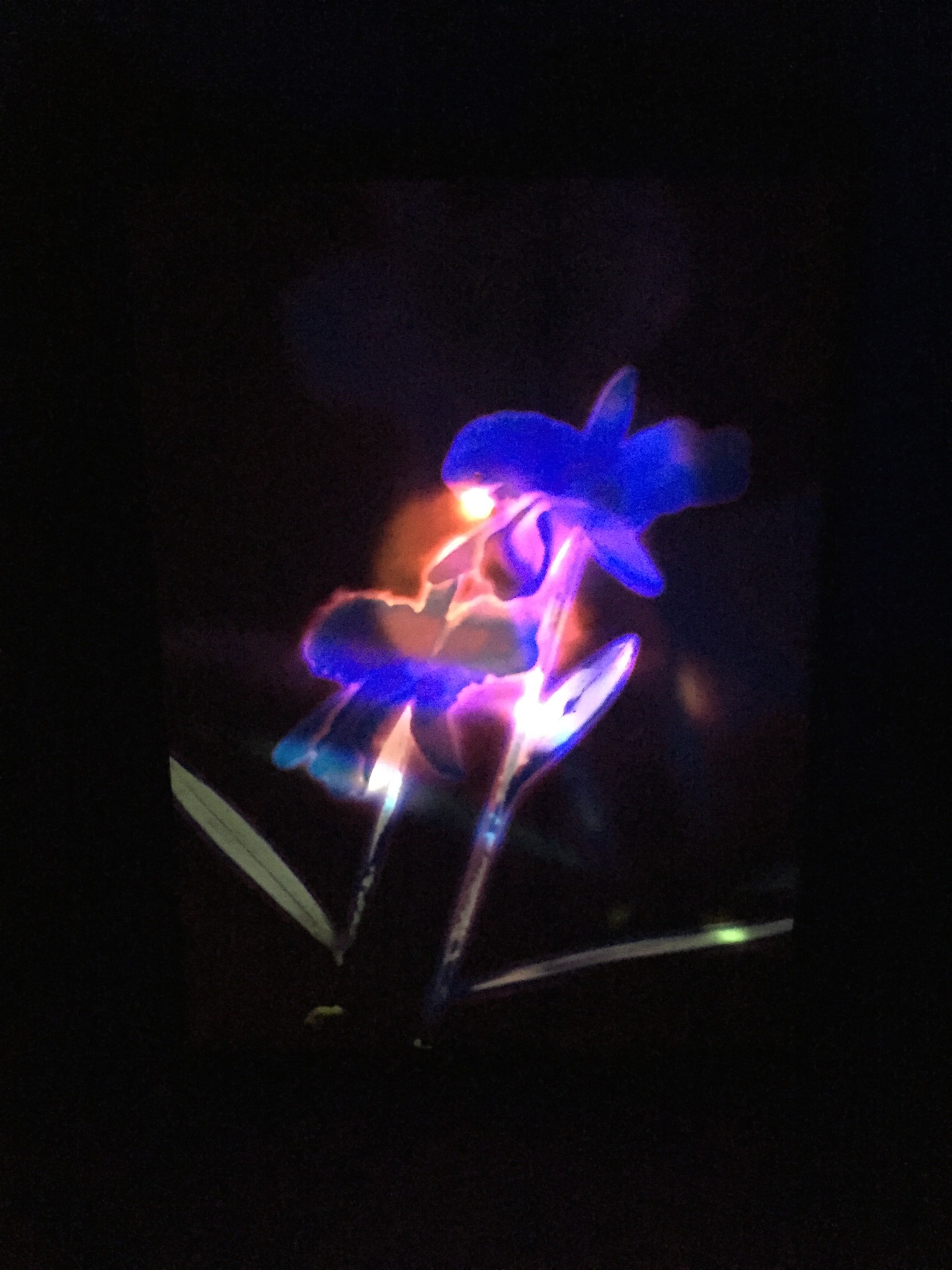   Mikawa Iris Series,  two Duratrans superimposed photo on light box, 30” x 24” x 6” deep.&nbsp; 