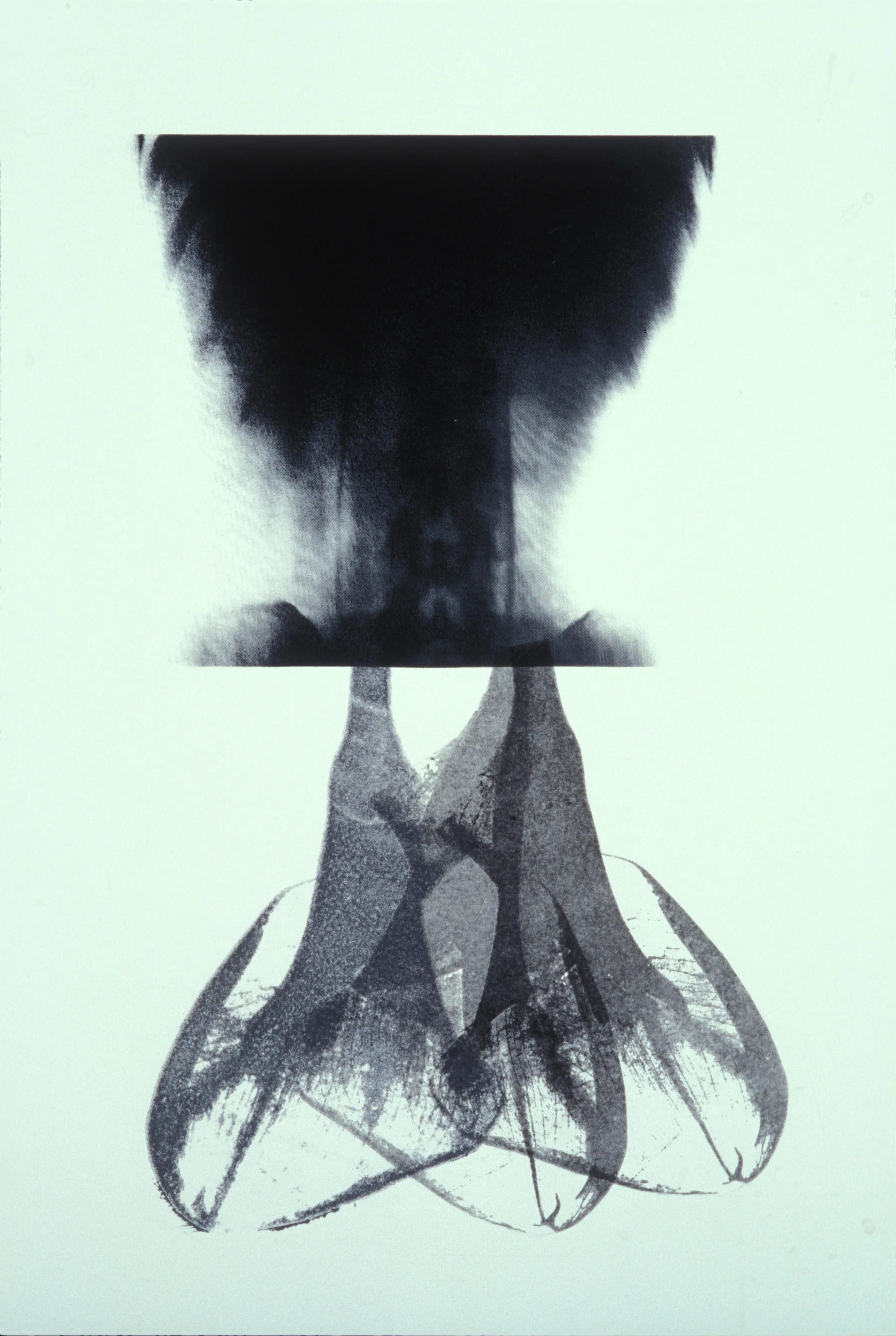 “Bloom,” 2001, monotype with litho and transfer on Rives BFK, 30” x 22.”