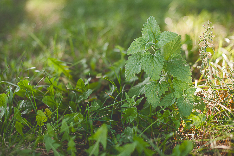 TerraSura-Herbfest-Web-7242.jpg