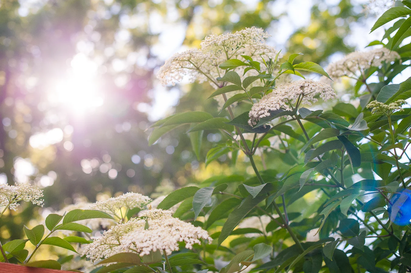 ELDERFLOWERS IN BLOOM JUNE — Terra Sura Photography