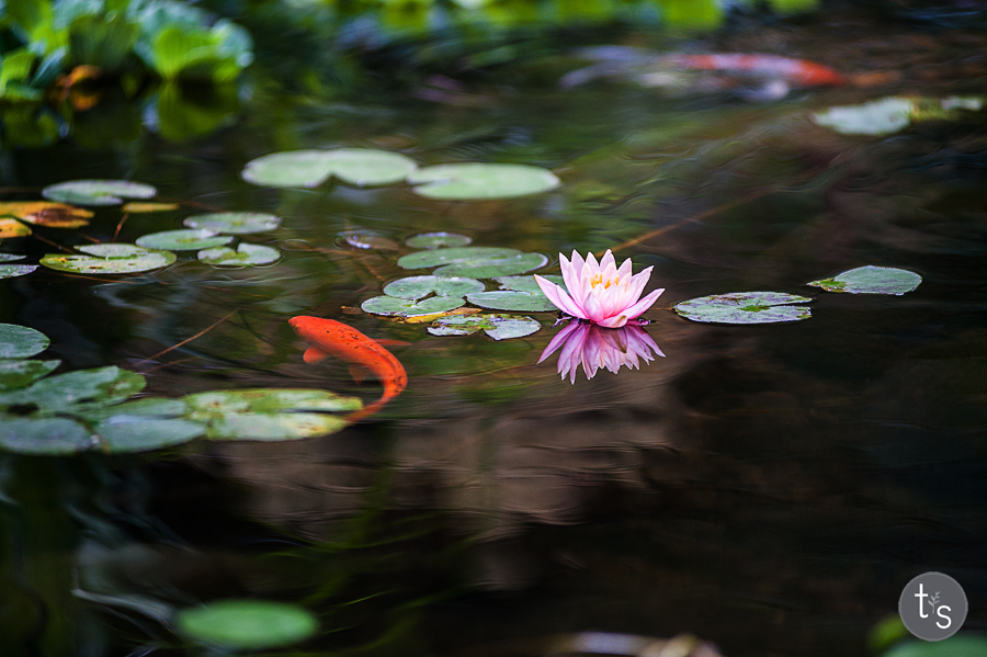 SB-JodiMcKee-TerraSura-15.jpg