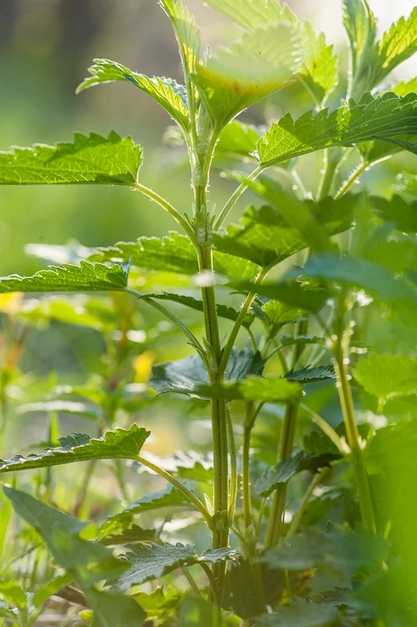 Nettles (Urtica dioica) 