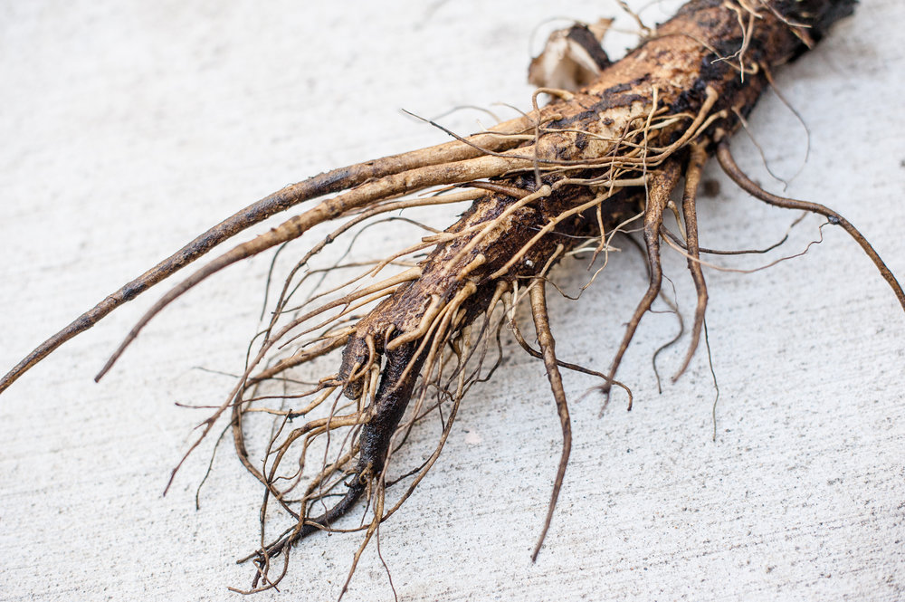 TerraSura-Burdock-5x7-8968.jpg