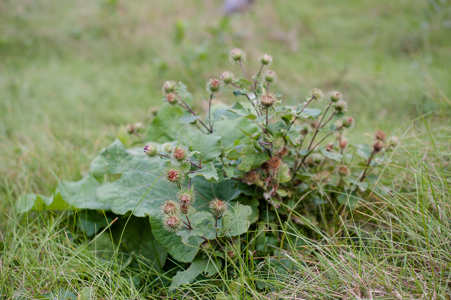 TerraSura-Burdock-Web-1997.jpg