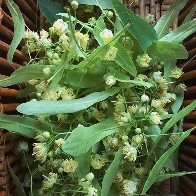 Be on the look out for Linden blossoms aka Tilia/basswood!  Collected these beauties before the rain this morning.  The smell is intoxicatingly lovely.  You can tell it&rsquo;s good for the heart :). Excited to drink this tea and soak up the goodness