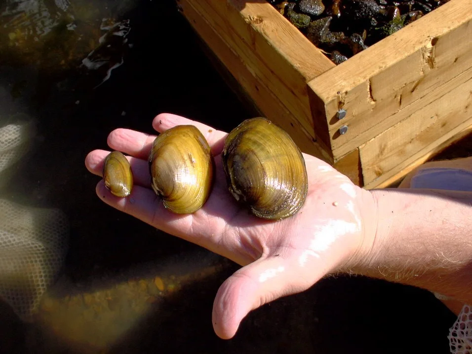 Green River Ferry Closes to Trailers on May 16 and to All Vehicles for Mussel Relocation Project on May 20-22 