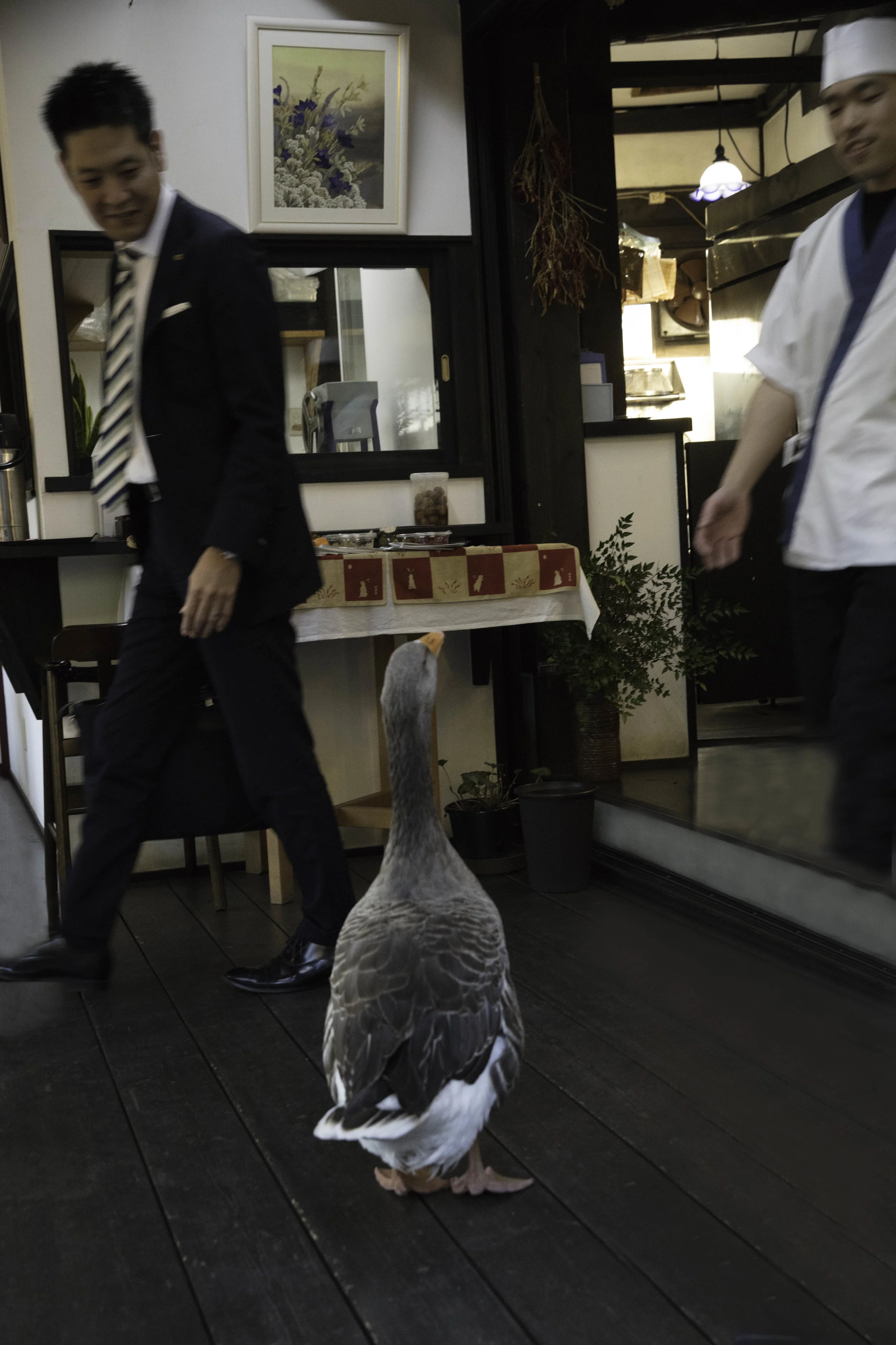 171109_ yufuinshintoboyfish_2287-Edit.jpg