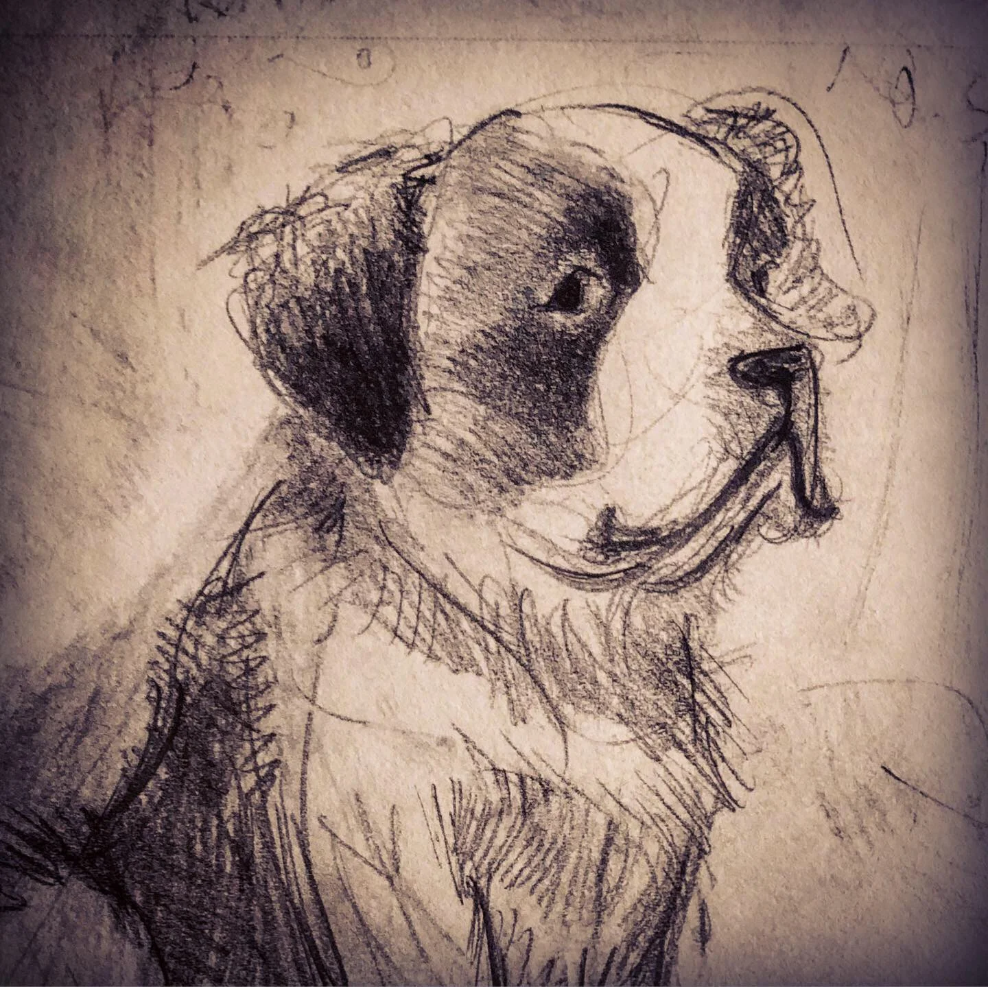 20 st bernard.jpg