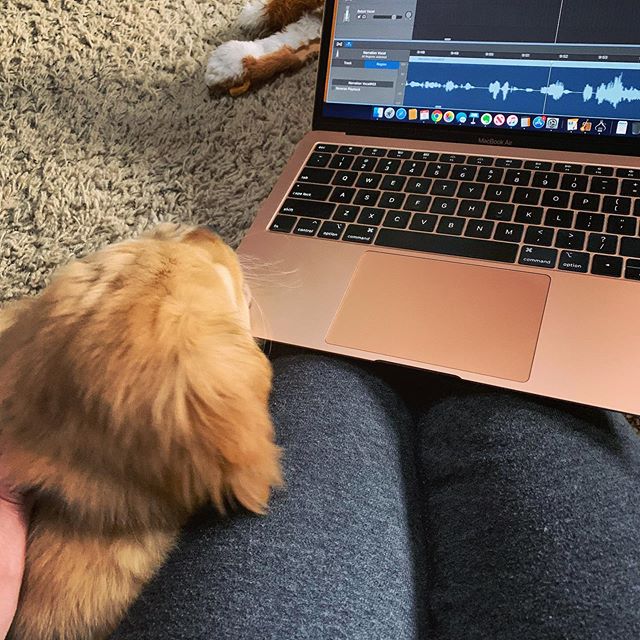 Norman, the newest member of the Pod&rsquo;s Burgers family &ldquo;helps&rdquo; Jen edit the episode we recorded last night and as long as he doesn&rsquo;t chew the laptop until it&rsquo;s unusable (he&rsquo;s certainly trying), the new episode will 