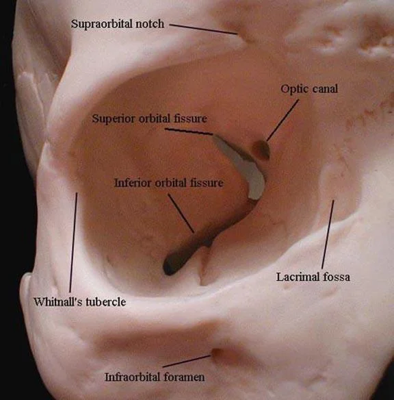 Orbital bony structures without soft-tissue attachments. Image from Medscape .
