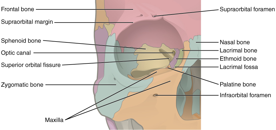 Orbital Rim Eye Socket , Orbital And Eyelid Anatomy — Ophthalmology ...